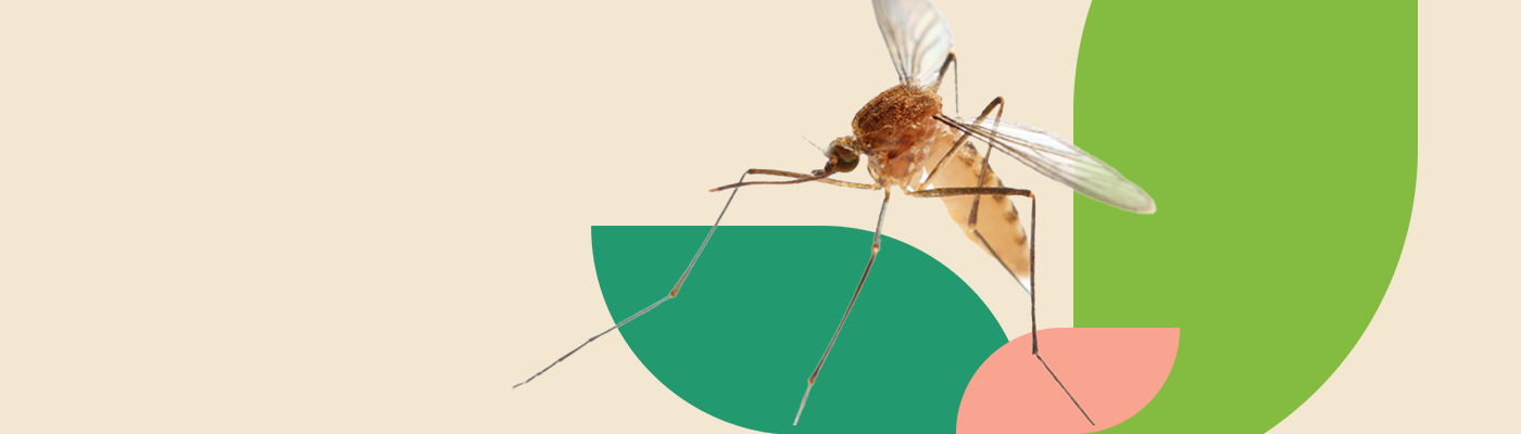 A close-up view of a mosquito