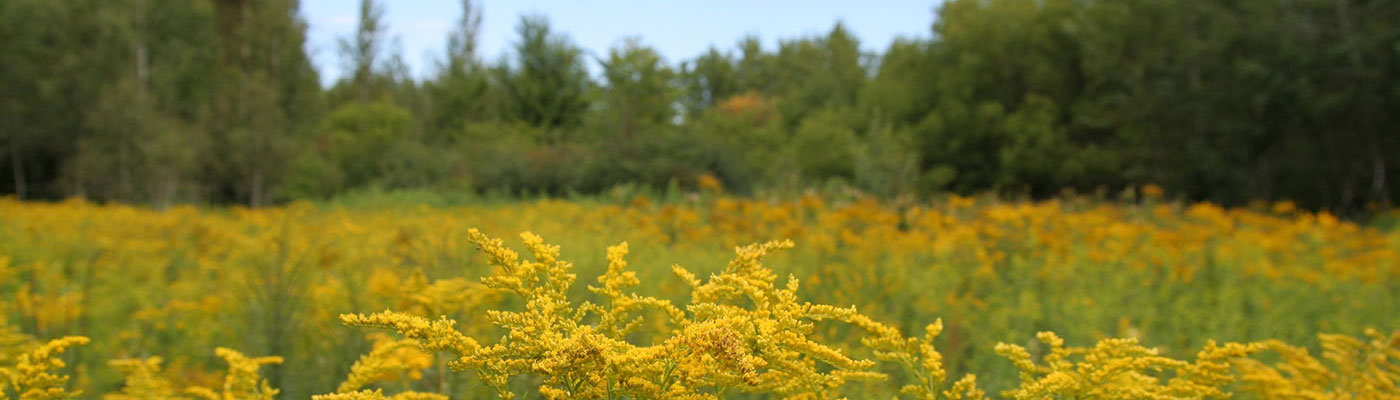 Dangerous weeds