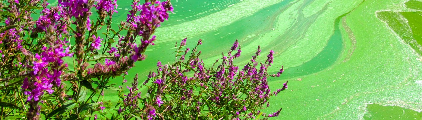 blue green algae up close