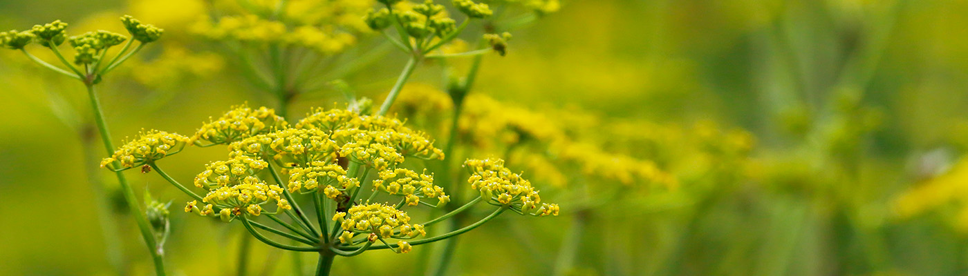 Dangerous weeds