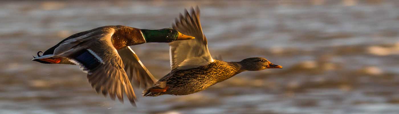 Avian Influenza