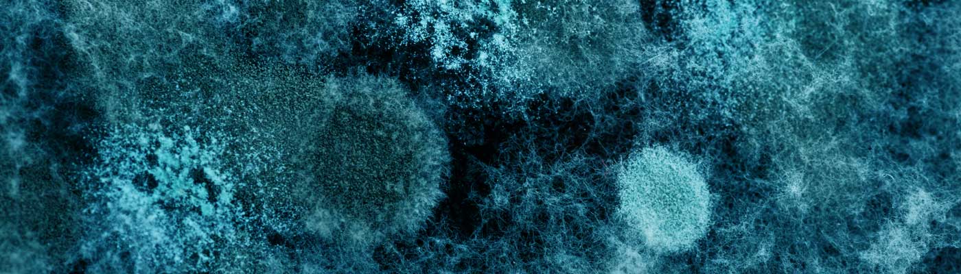 Bacteria under a microscope