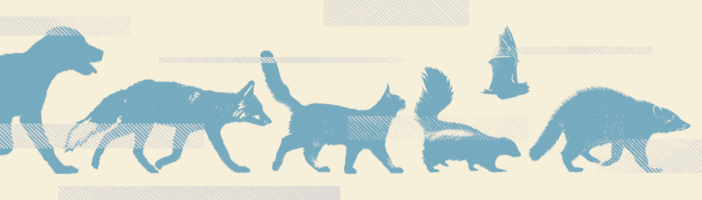 An illustration of a dog, fox, cat, skunk, bat, and racoon walking in a line