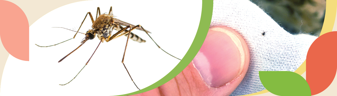 A close-up view of a mosquito and a tick on a piece of white fabric that someone is holding