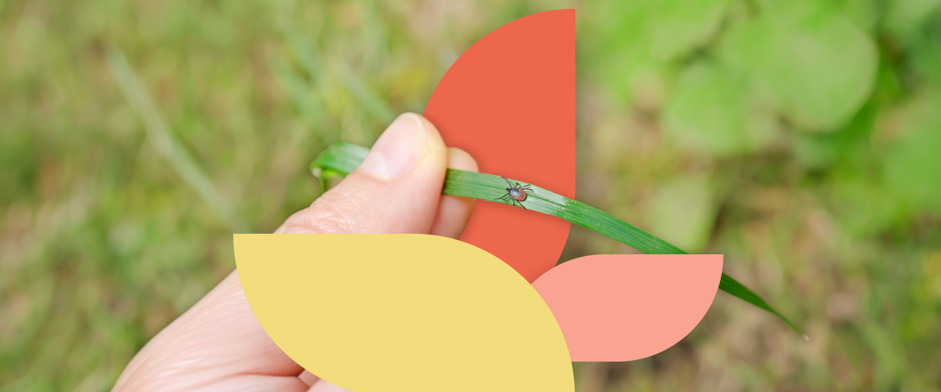 A black-legged tick crawling up a blade of grass that someone is holding onto between their thumb and index finger